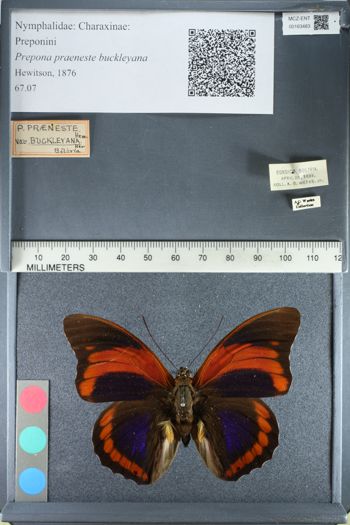 Media type: image;   Entomology 163483